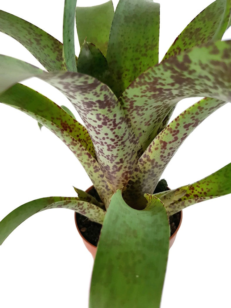 Vriesea pardalina "Lacy" - Bromelie