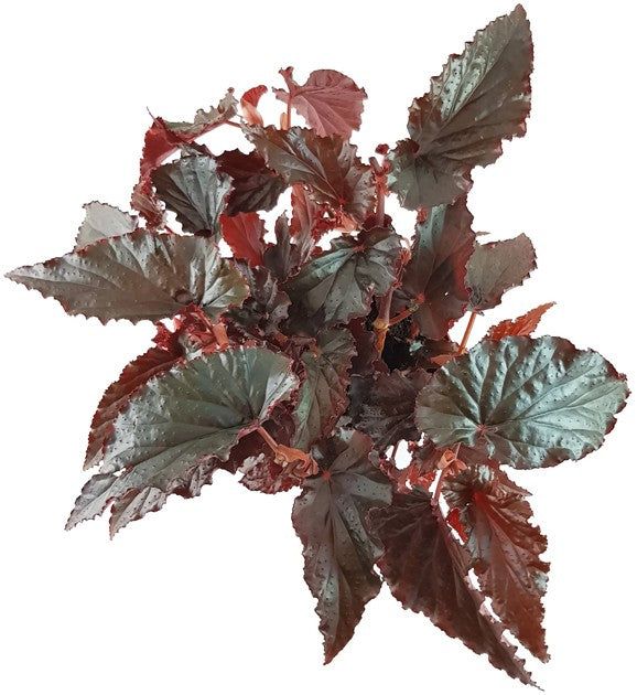 Begonia "Black Magic" - Begonie