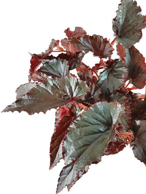 Begonia "Black Magic" - Begonie
