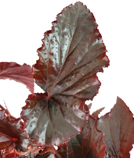 Begonia "Black Magic" - Begonie
