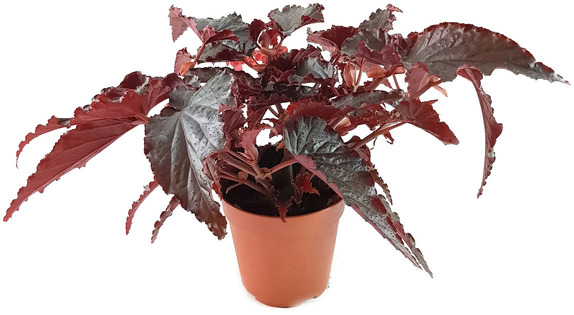 Begonia "Black Magic" - Begonie