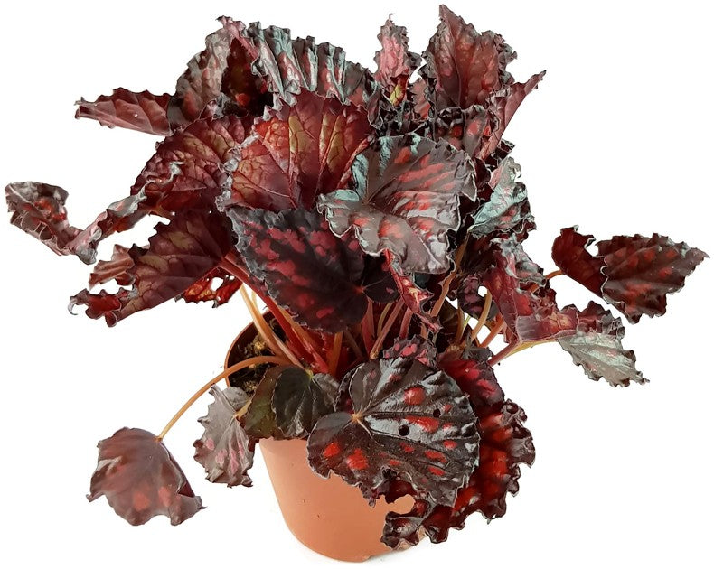 Begonia "Blood & Tears" - Blutbegonie