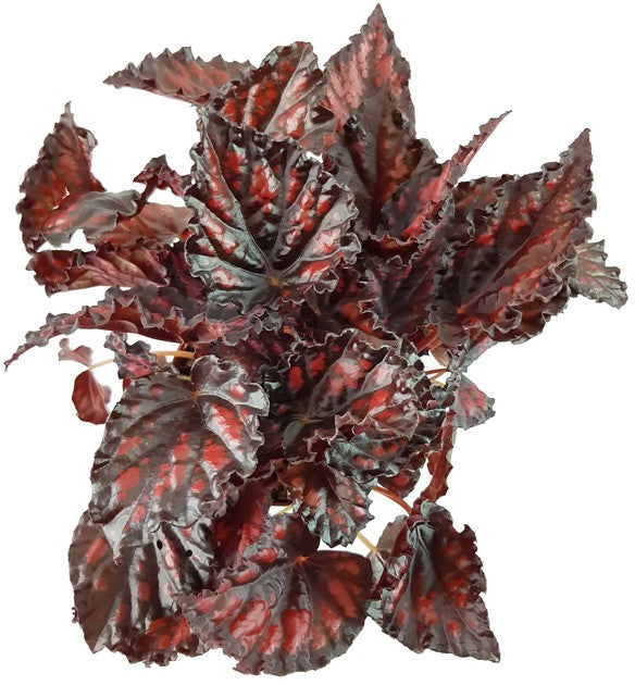 Begonia "Blood & Tears" - Blutbegonie