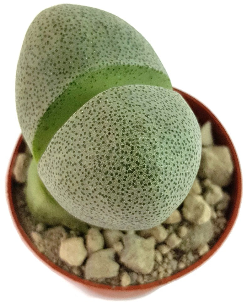 Pleiospilos nelii Set - lebender Granit