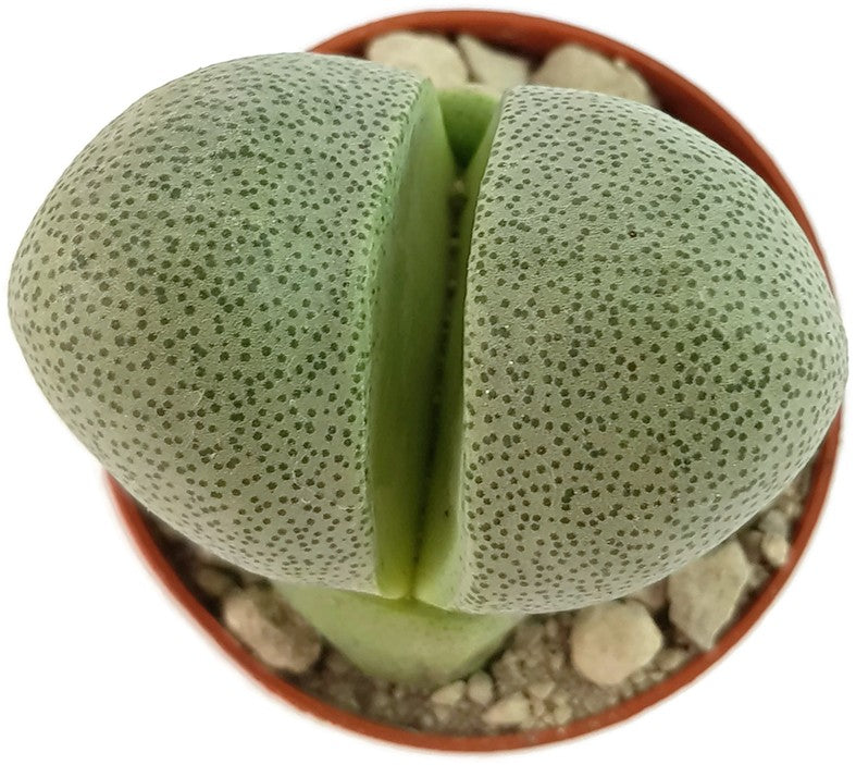 Pleiospilos nelii Set - lebender Granit