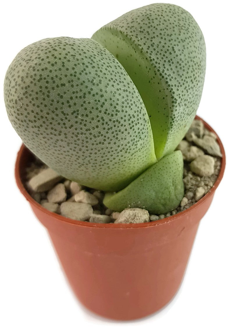Pleiospilos nelii Set - lebender Granit