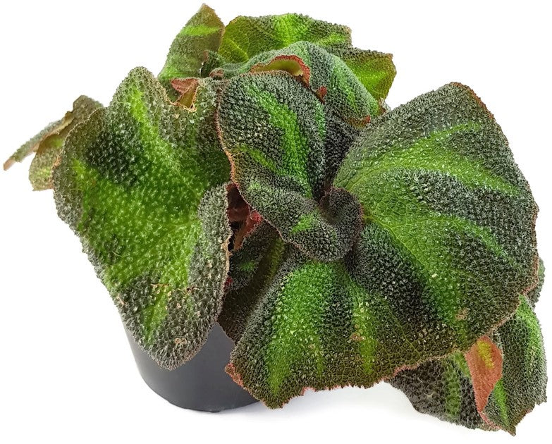 Begonia rex Hybride - Begonie
