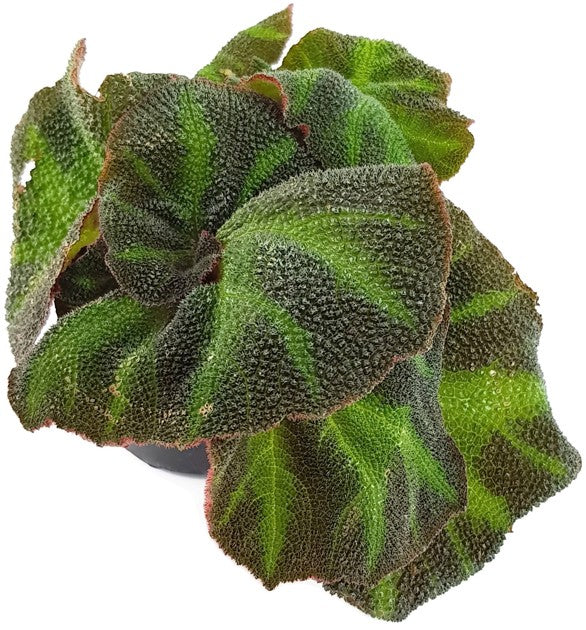 Begonia rex Hybride - Begonie