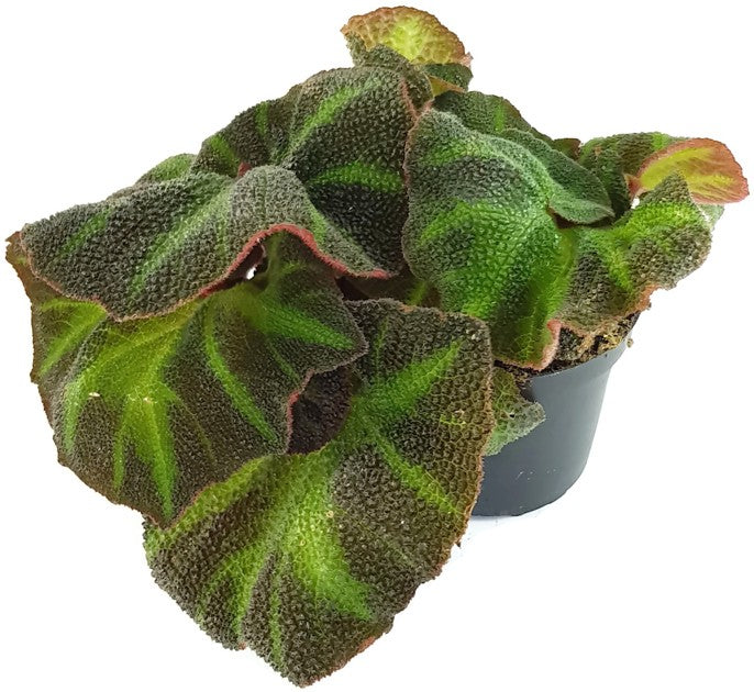 Begonia rex Hybride - Begonie