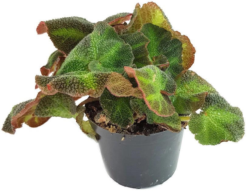 Begonia rex Hybride - Begonie