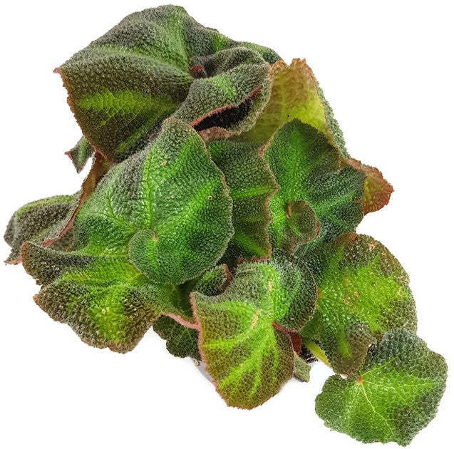 Begonia rex Hybride - Begonie