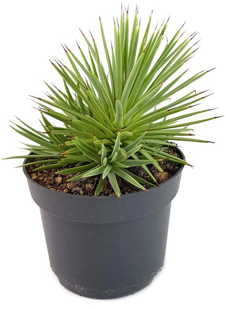 Agave striata var. nana - Seeigelagave