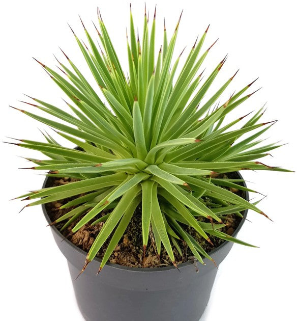 Agave striata var. nana - Seeigelagave