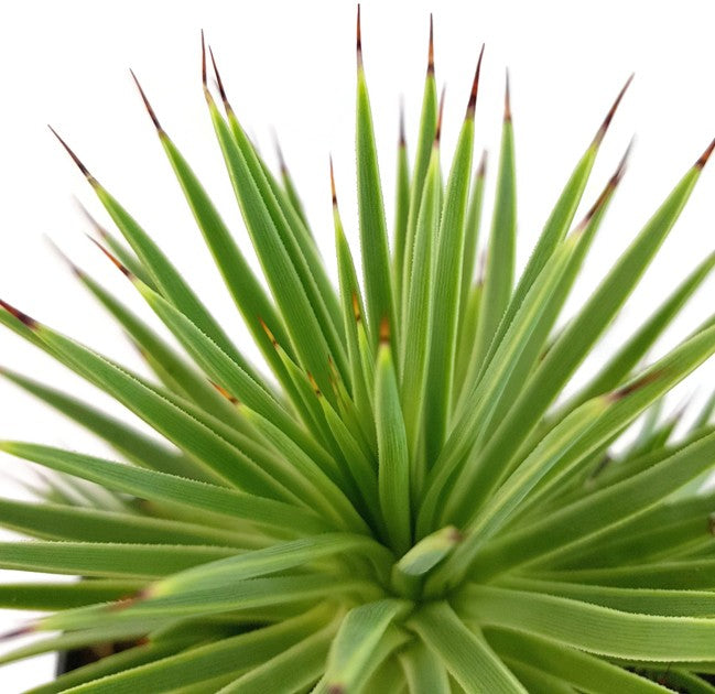 Agave striata var. nana - Seeigelagave