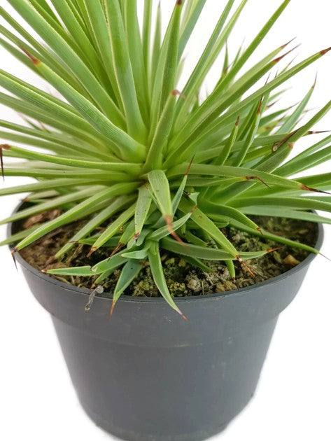 Agave striata var. nana - Seeigelagave