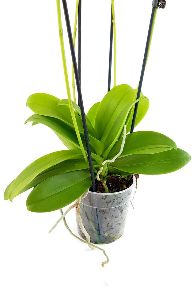 Doritis pulcherrima "Alba" - Orchidee