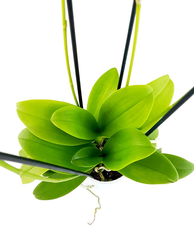 Doritis pulcherrima "Alba" - Orchidee