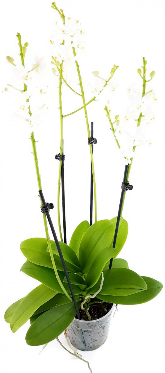 Doritis pulcherrima "Alba" - Orchidee