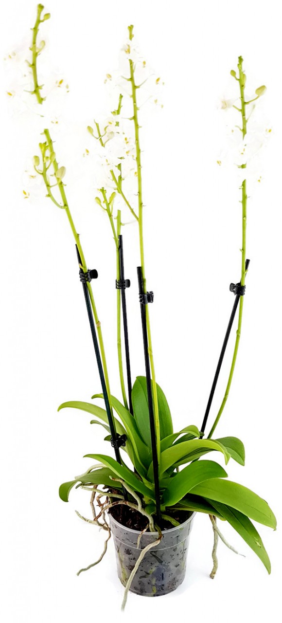 Doritis pulcherrima "Alba" - Orchidee