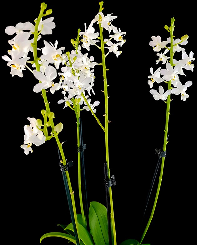 Doritis pulcherrima "Alba" - Orchidee