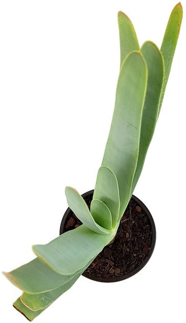 Aloe plicatilis - Fächeraloe