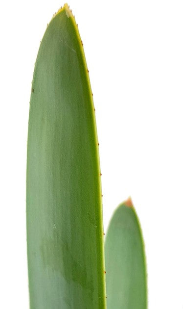Aloe plicatilis - Fächeraloe