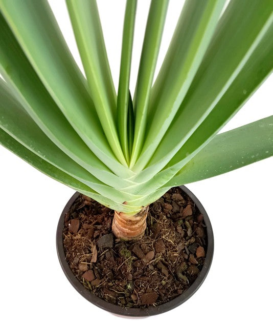 Aloe plicatilis - Fächeraloe