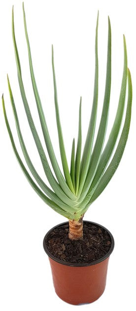 Aloe plicatilis - Fächeraloe