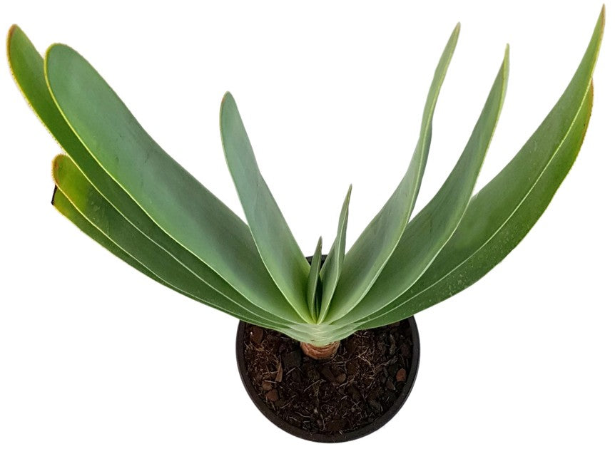 Aloe plicatilis - Fächeraloe