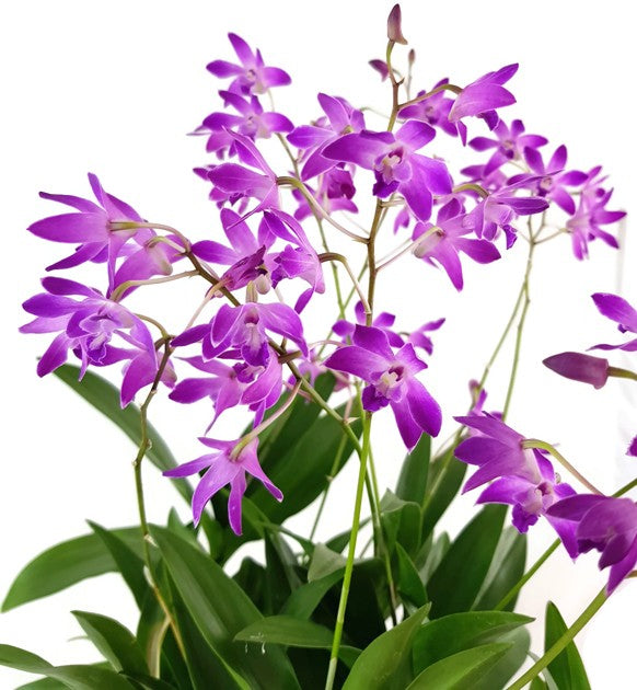 Dendrobium kingianum "Berry Oda" - Orchidee