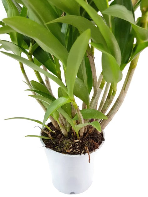 Dendrobium kingianum "Berry Oda" - Orchidee SALE ohne Blüten