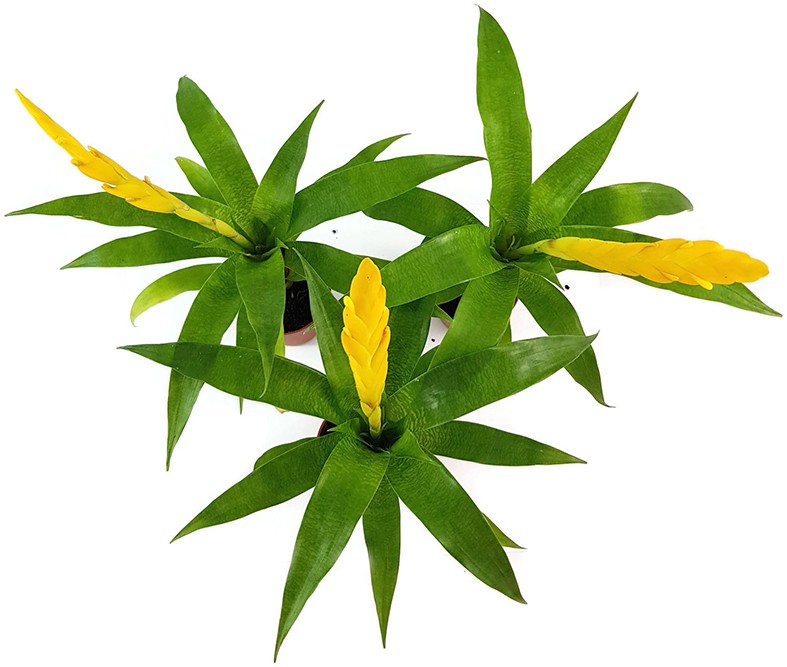 Vriesea ospinae 3er Set - Bromelien