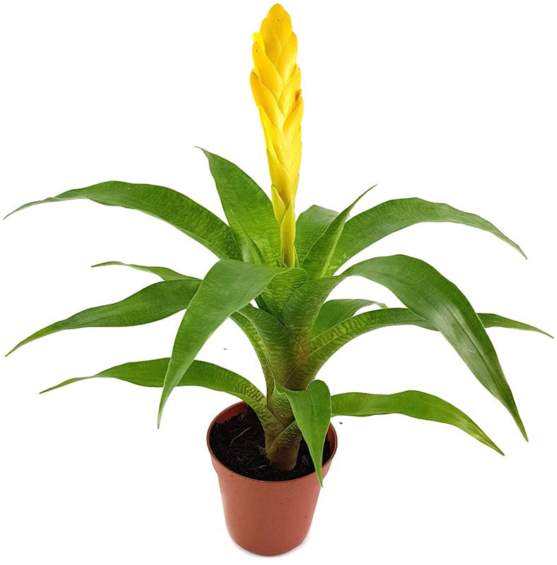 Vriesea ospinae 3er Set - Bromelien
