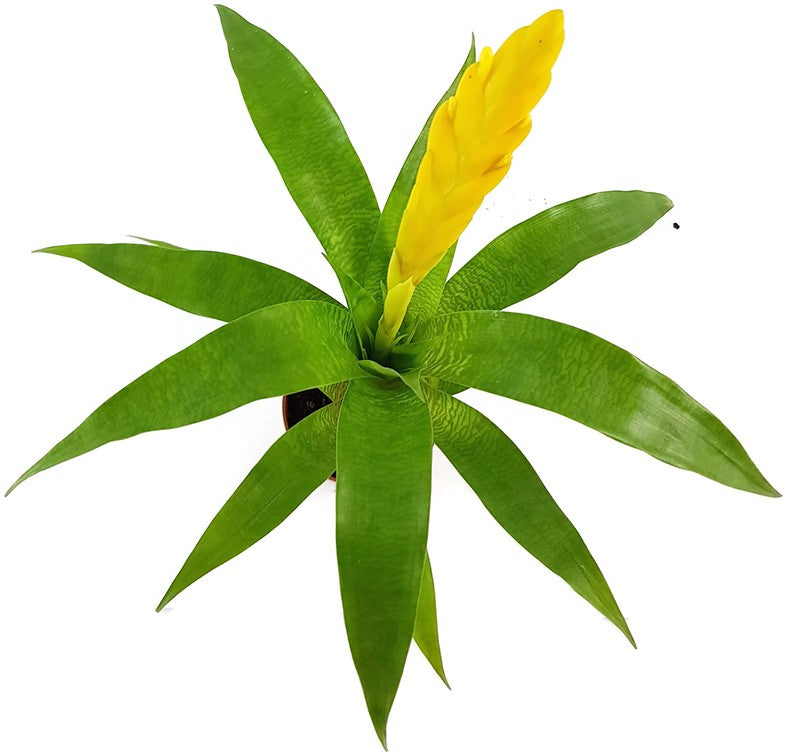 Vriesea ospinae 3er Set - Bromelien