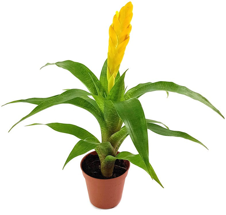 Vriesea ospinae 3er Set - Bromelien