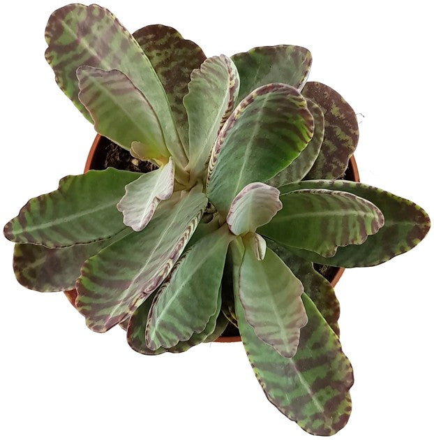 Kalanchoe marmorata "Partridge" - Sukkulente