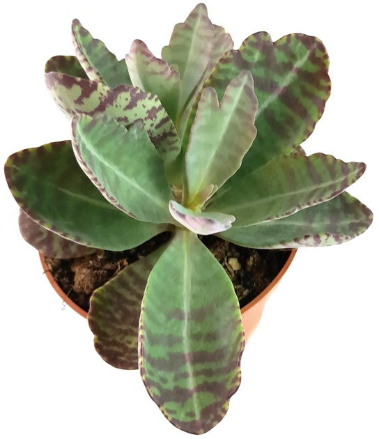 Kalanchoe marmorata "Partridge" - Sukkulente