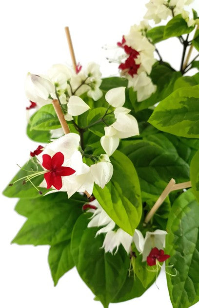 Clerodendrum thomsoniae "varigata" - Losstrauch