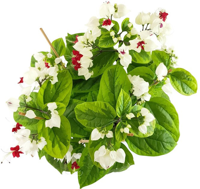 Clerodendrum thomsoniae "varigata" - Losstrauch