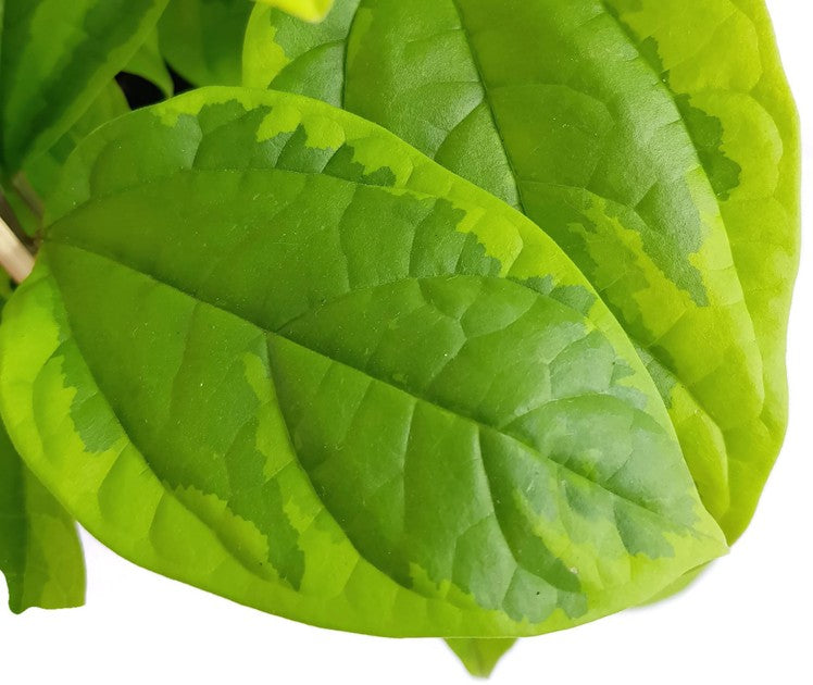 Clerodendrum thomsoniae "varigata" - Losstrauch