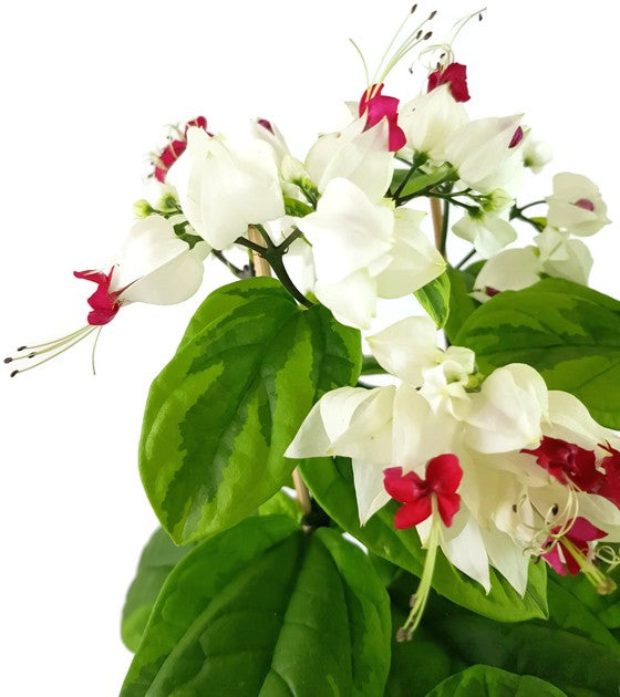 Clerodendrum thomsoniae "varigata" - Losstrauch