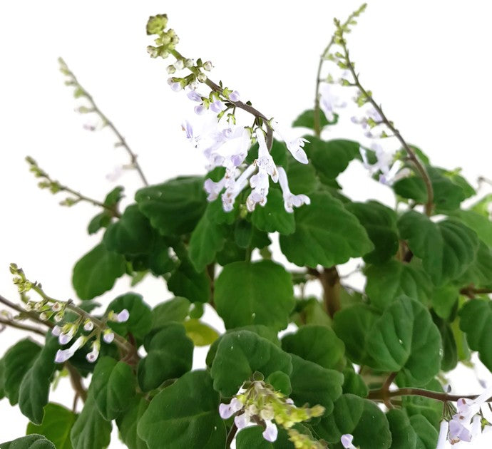 Plectranthus ernstii - "Bonsai Minze"