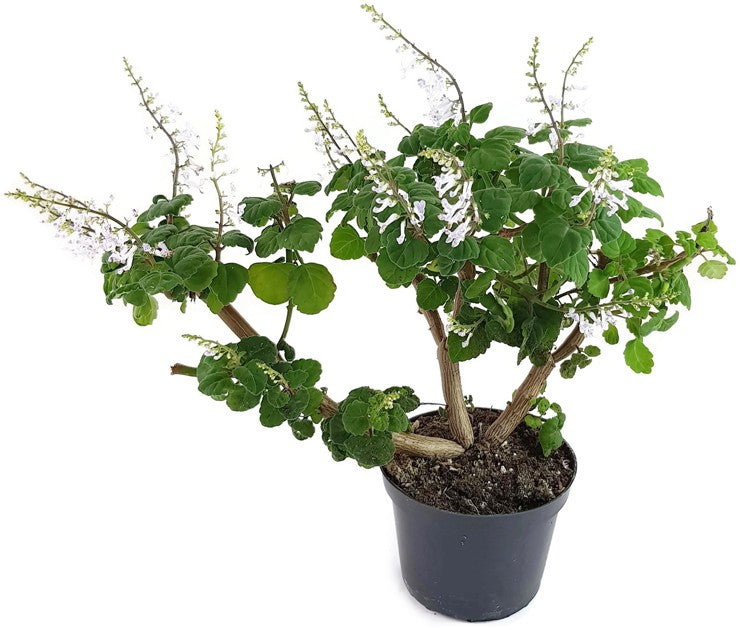 Plectranthus ernstii - "Bonsai Minze"
