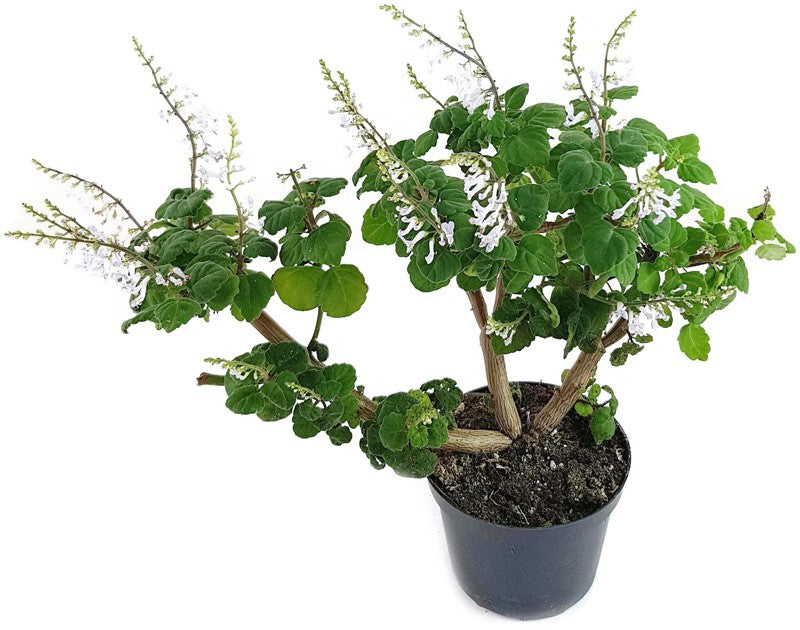 Plectranthus ernstii - "Bonsai Minze"
