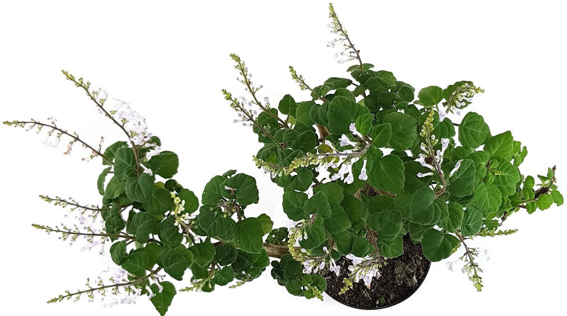 Plectranthus ernstii - "Bonsai Minze"
