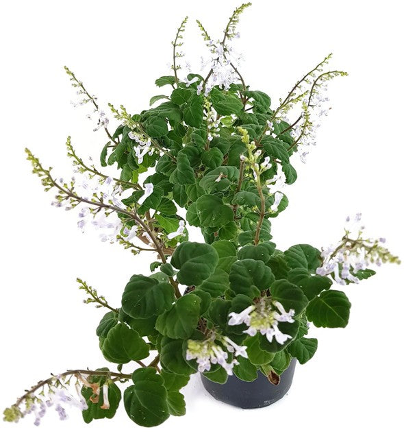 Plectranthus ernstii - "Bonsai Minze"