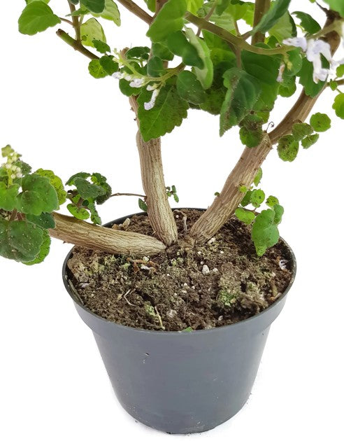 Plectranthus ernstii - "Bonsai Minze"