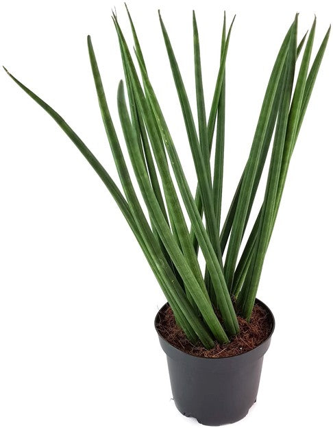 Sansevieria "Mikado" gedrehter Bogenhanf