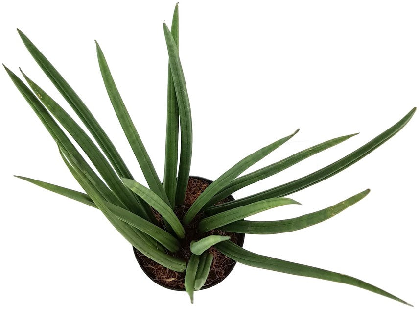 Sansevieria "Mikado" gedrehter Bogenhanf