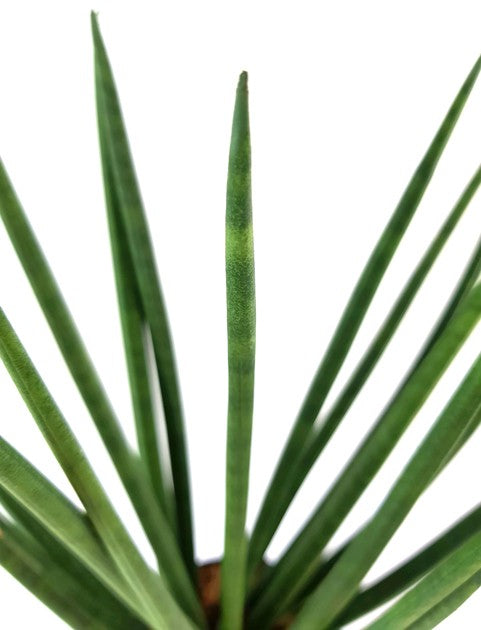 Sansevieria "Mikado" gedrehter Bogenhanf